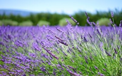 Lavanda