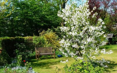 Sapone molle per piante